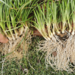 Garlic, Honey, and Cloves – a powerful natural remedy packed with health benefits