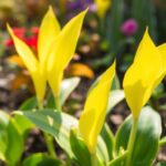 Christmas cactus: the essential steps to make it rebloom every year effortlessly
