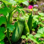 14 Vegetables To Grow In 5-Gallon Buckets For Compact Gardening
