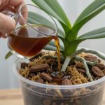 She Used This Natural Fertilizer on Her Aloe Vera