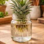 The Orchid Coffee Method: What Most Growers Get Wrong