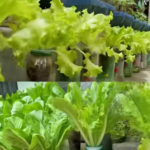 Recycle Plastic Bottles to Grow Beautiful Hanging Vegetables at Home
