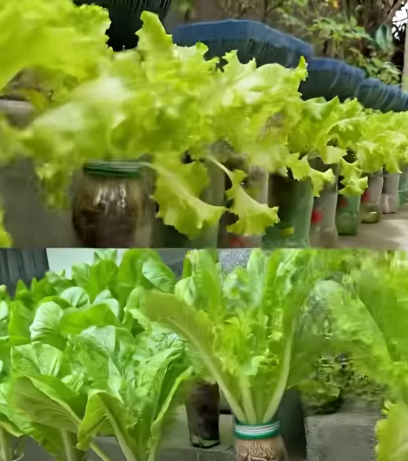 No Need Watering, Recycle Plastic Bottles to Grow Vegetables Effectively At Home