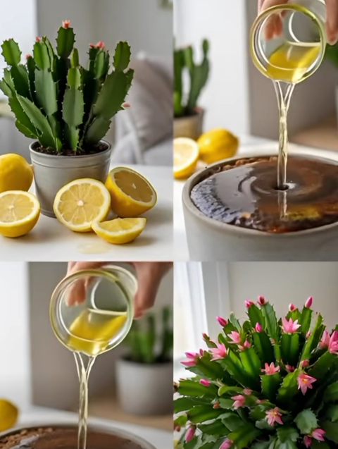 The Lemon Juice Trick That Makes Christmas Cactus Grow Like Crazy
