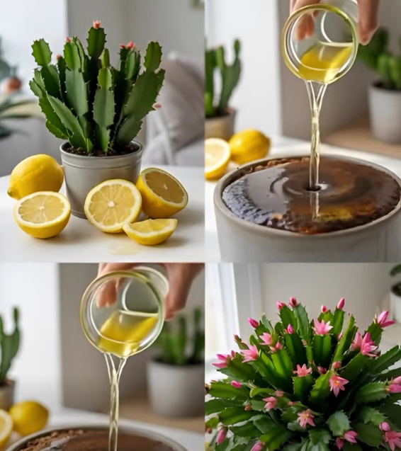 The Lemon Juice Trick That Makes Christmas Cactus Grow Like Crazy