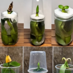 The Lemon Juice Trick That Makes Christmas Cactus Grow Like Crazy