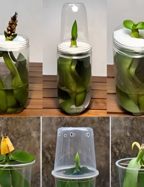 Revive Your Orchid Instantly: The 1-Drop Trick That Restores Any Plant’s Life
