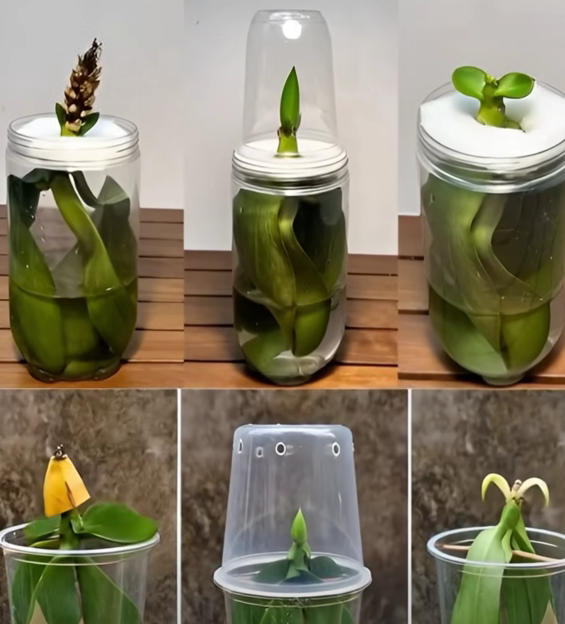 Revive Your Orchid Instantly: The 1-Drop Trick That Restores Any Plant’s Life