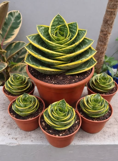 Grow a Snake Plant in a Spiral Shape: 5 Tricks