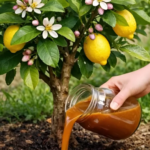 Grow a Snake Plant in a Spiral Shape: 5 Tricks