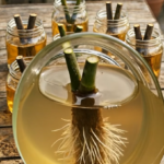 Make Your Lemon Tree Bloom All Year with This Homemade Elixir