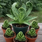 This Christmas Cactus Hack Is Everywhere… Here’s the Truth