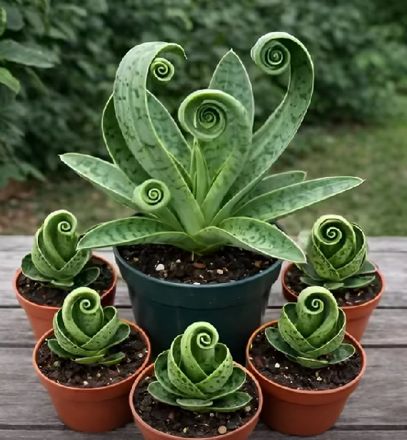 How to Make a Snake Plant Grow in a Spiral or Circle Shape