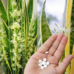 Use epsom salt for your african violet to make it bloom even more