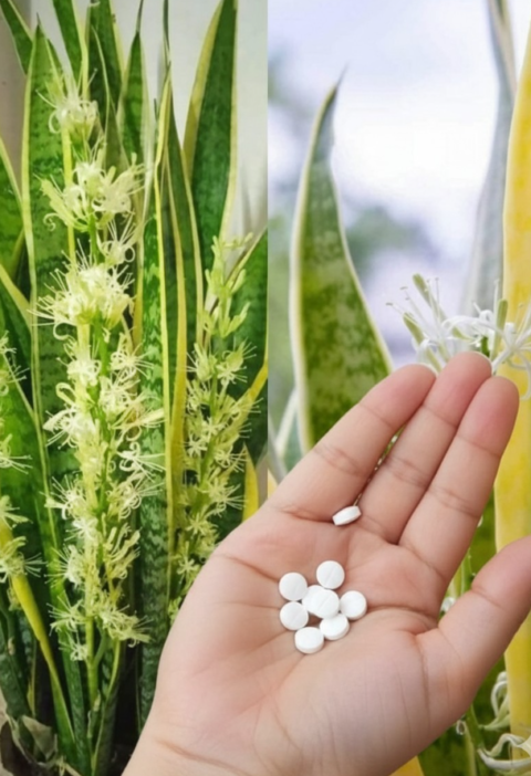 How to Make a Snake Plant Bloom