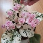 One Ingredient for Year-Round African Violet Blooms