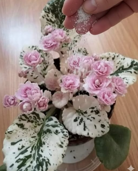 Use epsom salt for your african violet to make it bloom even more. Read more: