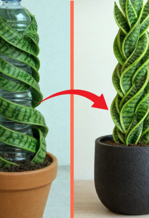 All you need is one empty plastic bottle