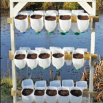 Adenium Flower Plant: Care, Growth, and Blooming Guide