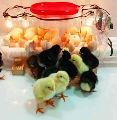 How to Build a Homemade Egg Incubator Using a Water Bottle