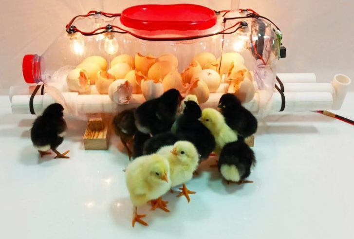 How to Build a Homemade Egg Incubator Using a Water Bottle