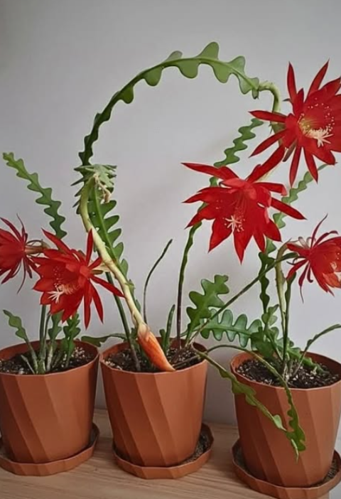 10 Tricks to Bloom Fishbone Cactus Quickly