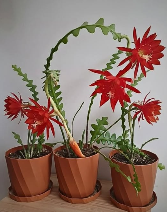 10 Tricks to Bloom Fishbone Cactus Quickly