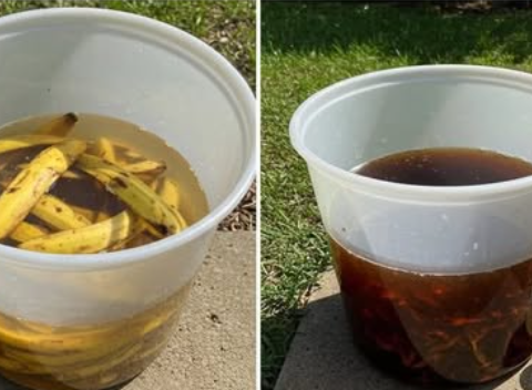 How to Make Your Own Super Strong Liquid Organic Fertilizer Using Banana Peels—for Free