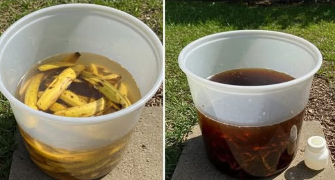 How to Make Your Own Super Strong Liquid Organic Fertilizer Using Banana Peels—for Free