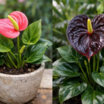 Speed Up Anthurium Blooms: Expert Tips for Faster Flowering