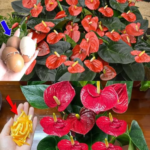 Anthurium Care Secret  One Measuring Spoon Is Enough to Encourage a Bloom Explosion