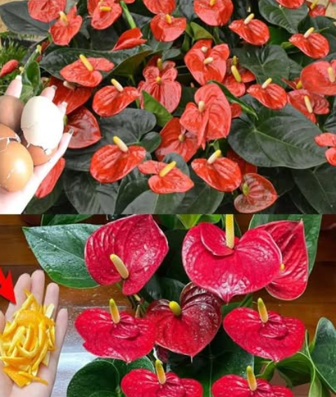 Speed Up Anthurium Blooms: Expert Tips for Faster Flowering