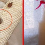 Natural Pest Control Remedies for Cockroaches