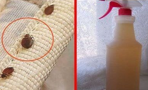 How to get rid of bedbugs from mattresses