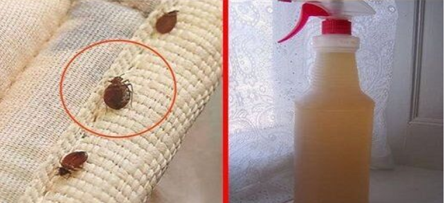 How to get rid of bedbugs from mattresses