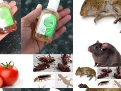 Enhance Your Roses by Planting Them Inside Tomato Slices: Surprising Results Await