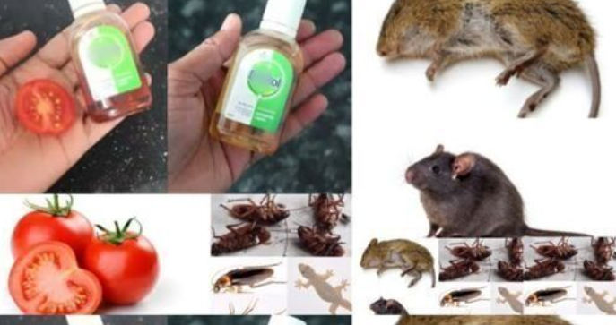 Natural Pest Control Remedies for Cockroaches
