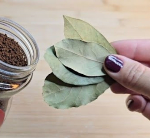 Put This In Your House and You’ll Never See Flies or Mosquitoes Again – Bay Leaves & Coffee to the Rescue!