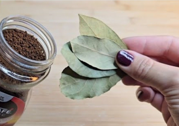 Put This In Your House and You’ll Never See Flies or Mosquitoes Again – Bay Leaves & Coffee to the Rescue!