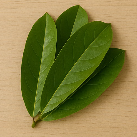 How to Brew Soursop Leaf Tea and Its Benefits