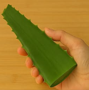 The Power of Ginger and Aloe Vera: A Natural Health Boost for You