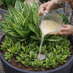 You Won’t Believe How This Plant Transforms in Just 90 Days