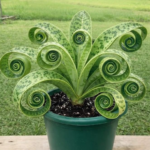 She Poured Rice Water on Her Plant… What Happened Next Surprised Everyone!