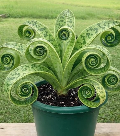 You Won’t Believe How This Plant Transforms in Just 90 Days