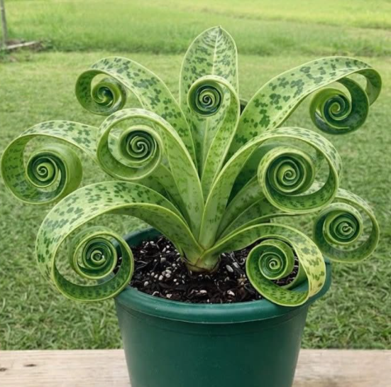 You Won’t Believe How This Plant Transforms in Just 90 Days