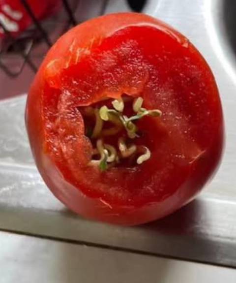 Enhance Your Roses by Planting Them Inside Tomato Slices: Surprising Results Await