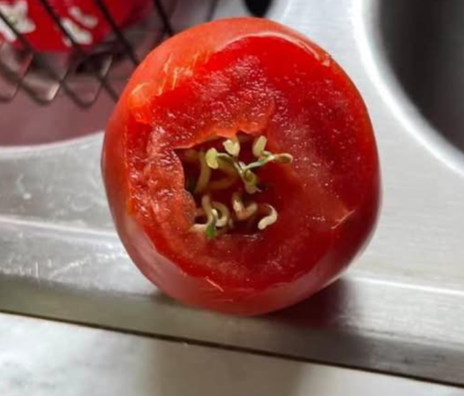 Enhance Your Roses by Planting Them Inside Tomato Slices: Surprising Results Await