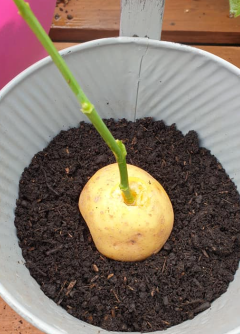 Honey & Potato Rose Propagation