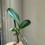 Honey & Potato Rose Propagation