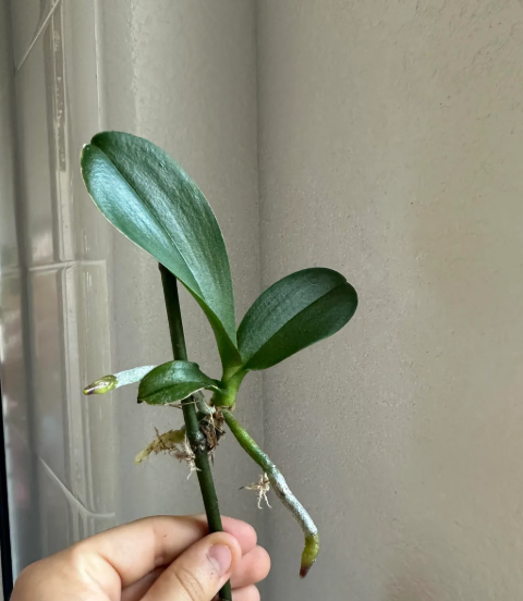 A Step-by-Step Guide to Propagating Orchids from a Single Leaf